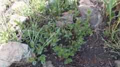 Acalypha