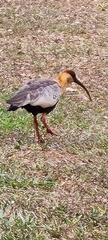 Theristicus caudatus