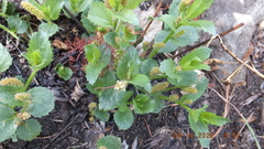Acalypha