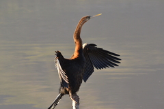 Anhinga rufa