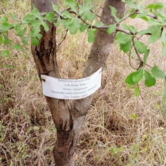 Terminalia spinosa