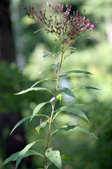 Vernonia gigantea