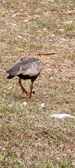 Theristicus caudatus