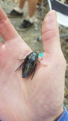 Hydrophilus triangularis