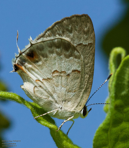 White Scrub-Hairstreak photo 4