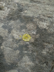 Leproplaca xantholyta