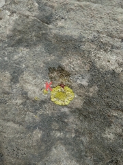 Leproplaca xantholyta