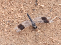 Brachythemis leucosticta