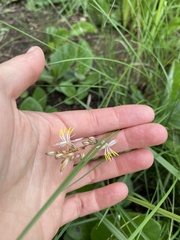 Chlorophytum saundersiae