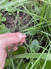 Chlorophytum saundersiae