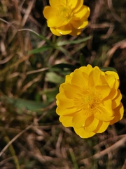 Ranunculus carinthiacus