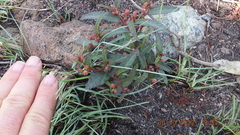 Corchorus asplenifolius