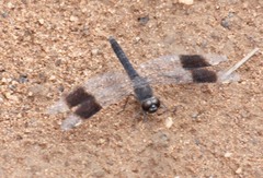 Brachythemis leucosticta