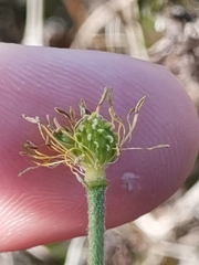 Ranunculus carinthiacus