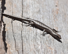 Cryptoblepharus australis