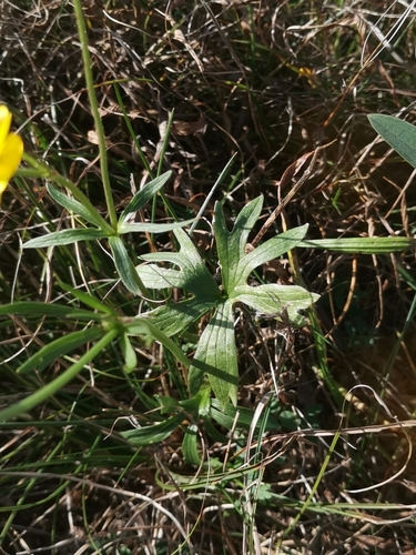 Image of Ranunculus carinthiacus by (c) Ljaž, some rights reserved (CC BY)