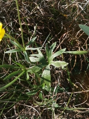 Ranunculus carinthiacus