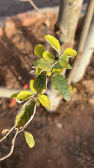 Planera aquatica