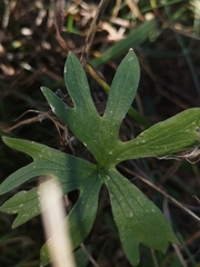 Ranunculus carinthiacus