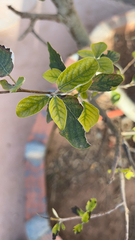 Planera aquatica