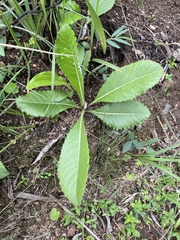 Alepidea