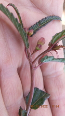 Corchorus asplenifolius