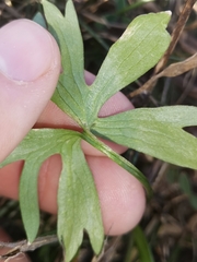 Ranunculus carinthiacus