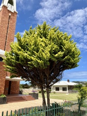 Cupressaceae