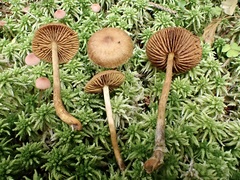 Cortinarius chrysolitus