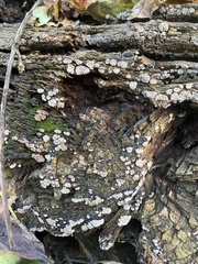 Xylobolus frustulatus