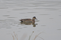 Sibirionetta formosa