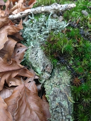 Trapeliopsis pseudogranulosa