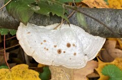 Trametes suaveolens
