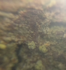 Trapeliopsis pseudogranulosa