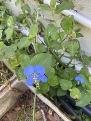Commelina
