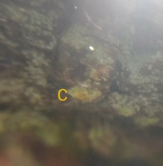 Trapeliopsis pseudogranulosa