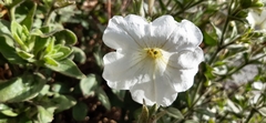 Petunia axillaris