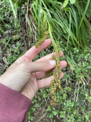 Carex zuluensis