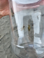 Paraidemona