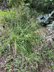 Carex zuluensis