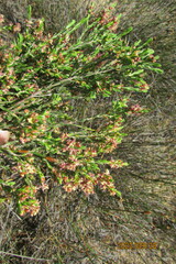Passerina truncata