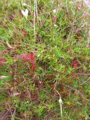 Geranium incanum
