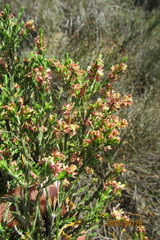 Passerina truncata