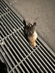 Ammodramus savannarum