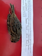 Ammodramus savannarum