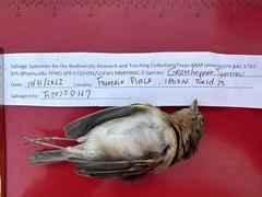 Ammodramus savannarum