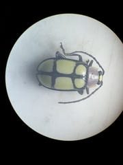 Omophoita octoguttata