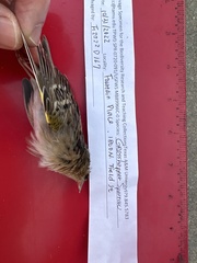 Ammodramus savannarum