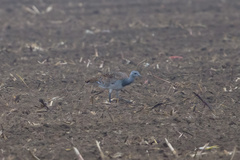 Otis tarda dybowskii