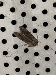 Spodoptera eridania